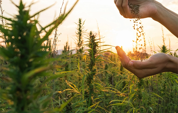 Hemp